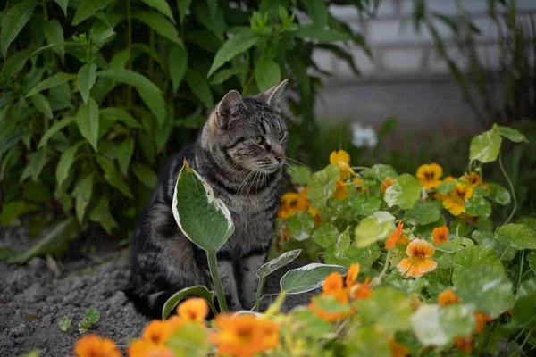 緑の背景の夏の時間の縞模様の灰色の猫の肖像画 — ストック写真