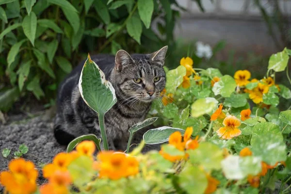 Porträttet Randig Grå Katt Med Grön Bakgrund Sommartid — Stockfoto