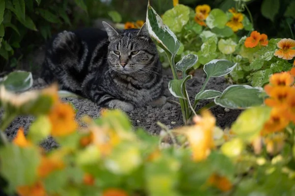 Porträttet Randig Grå Katt Med Grön Bakgrund Sommartid — Stockfoto