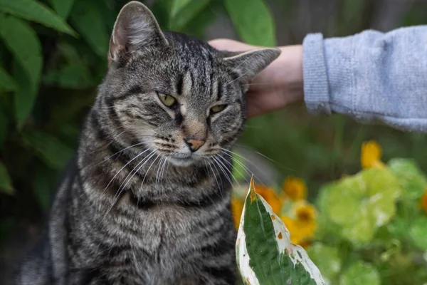 Den Livmoder Hand Stroke Randig Grå Katt Med Grön Bakgrund — Stockfoto