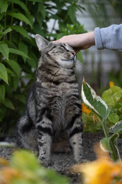 Den Livmoder Hand Stroke Randig Grå Katt Med Grön Bakgrund — Stockfoto