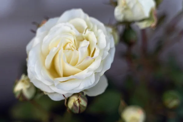 Крупный план белой цветущей розы на сером фоне — стоковое фото