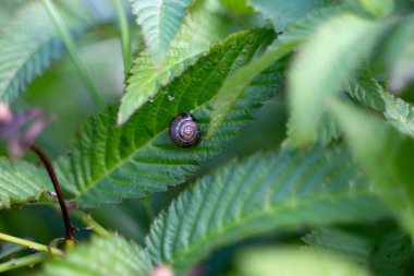 Yeşil yapraklı küçük bir salyangoz.