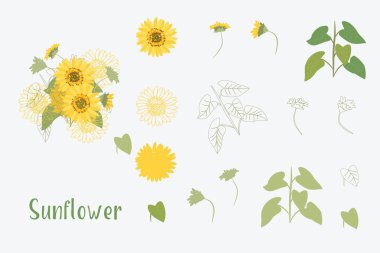 Vektör çizim sarı ayçiçeği