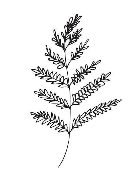 Croquis dessiné à la main d'une plante, isolé sur fond blanc — Image vectorielle
