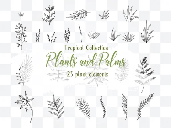 Colección Plantas y palmeras de verano — Vector de stock