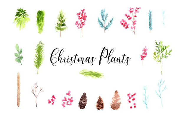 Acuarela Dibujado a mano Botanical Christmas Set . —  Fotos de Stock