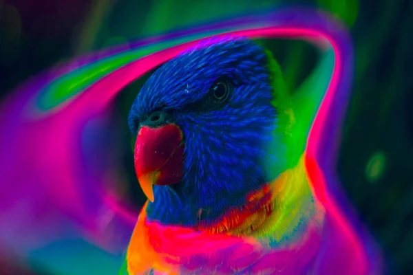 Amazing Graphic Design Cute Parrot — Stock Photo, Image