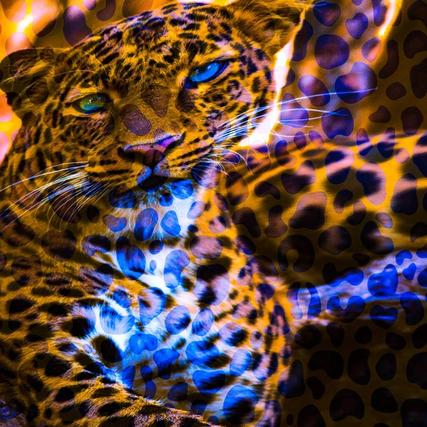 Close Face Leopard — Stock Photo, Image