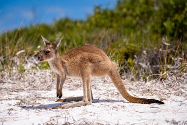 Bebek Joey Kanguru, Lucky Bay, Cape Le Grand Ulusal Parkı, Esperance, Batı Avustralya sahilinde çalıların yanında duruyor.