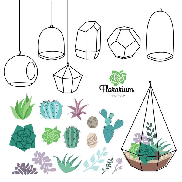 Terrarios de cristal vectorial con hermosas suculentas conjunto — Archivo Imágenes Vectoriales