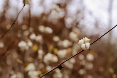 Bir çalı üzerinde ortak kar mersini olarak bilinen Symphoricarpos albus beyaz meyveleri
