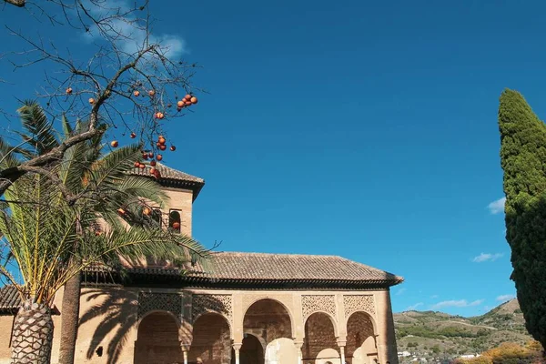 Kışın Alhambra 'daki saray ve hurma ağacı. Granada İspanya — Stok fotoğraf