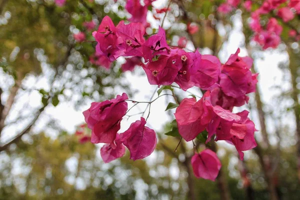 Hermosa flor de buganvillas rosadas, flores de buganvillas rosadas brillantes como fondo floral — Foto de Stock