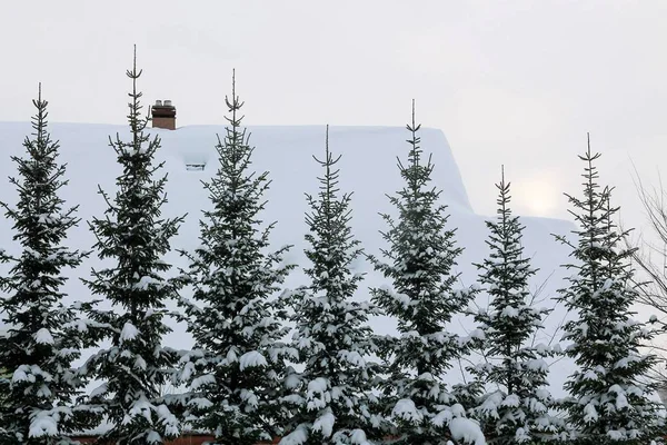 Bir evi ve köknar ağaçları olan güzel bir kış manzarası. Karla kaplı ev çatısı. — Stok fotoğraf