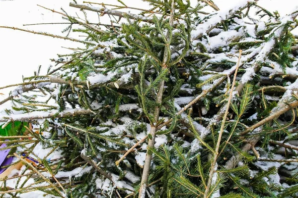 Afgedankte kerstbomen die niet voor het nieuwe jaar verkocht konden worden. — Stockfoto