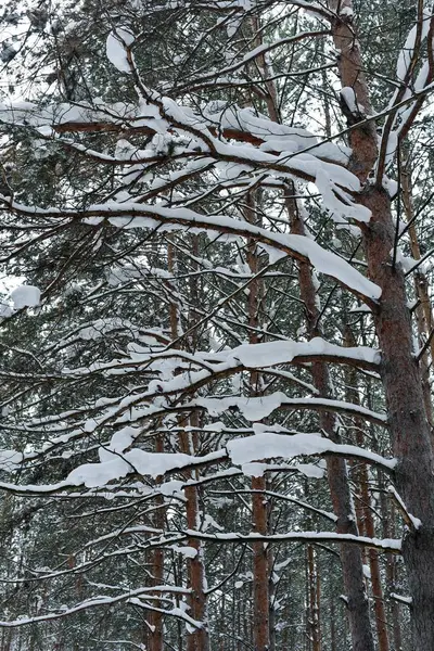 Winter Kiefernwald mit Schnee auf Bäumen — Stockfoto