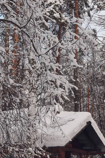 Sneeuw overdekt dak in de winter bos — Stockfoto