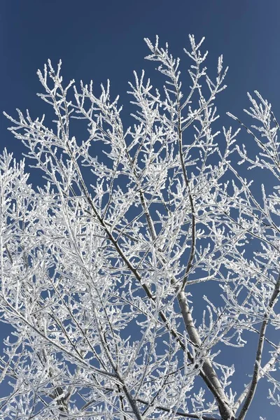 Paisaje invernal de árboles helados contra un cielo azul en una mañana soleada . — Foto de Stock