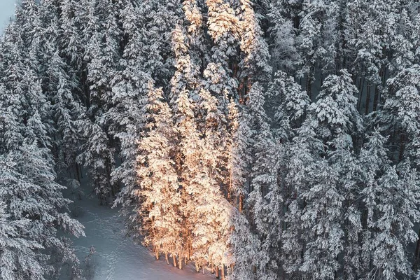 Kiefern im Winterwald nach Schneefall. — Stockfoto