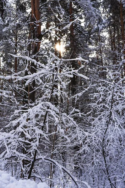 Floresta de Inverno. Ramos de árvores cobertos de neve — Fotografia de Stock