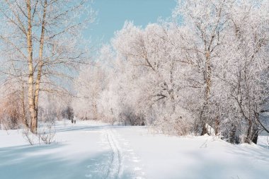 kış manzara mavi gökyüzü güneşli sabahı karşı buzlu ağaç.
