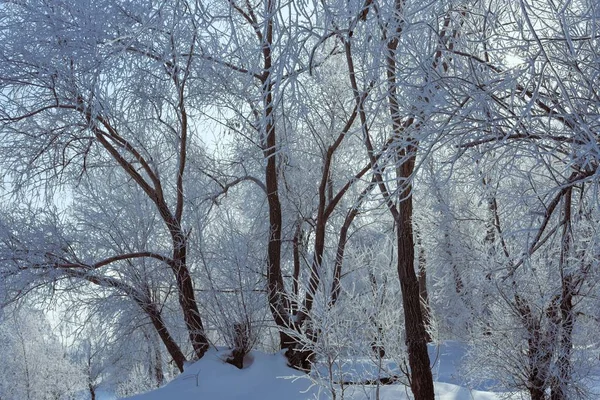 Paisagem de inverno de árvores foscas contra um céu azul em uma manhã ensolarada . — Fotografia de Stock