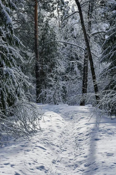 Verschneite Straße im Winterwald bei Sonnenuntergang. — Stockfoto