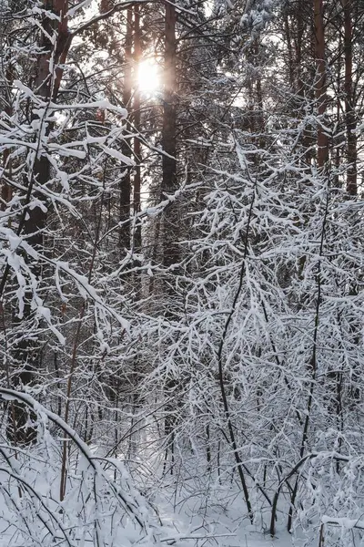 겨울 숲. 눈덮인 나무 가지들 — 스톡 사진