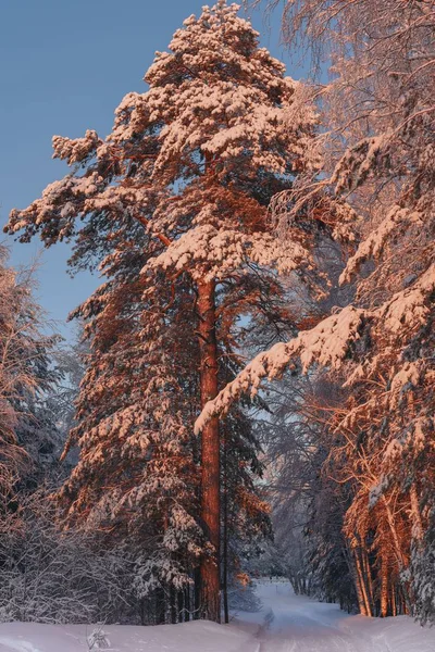 Verschneite Straße im Winterwald bei Sonnenuntergang. — Stockfoto