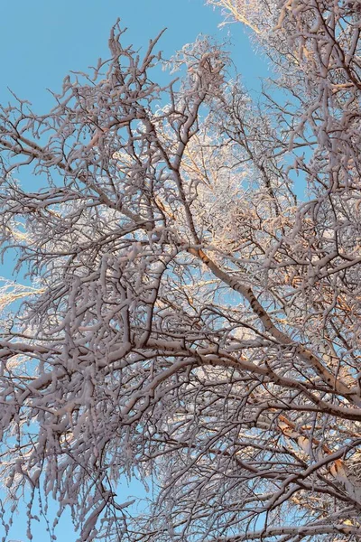 Paesaggio invernale di alberi ghiacciati contro un cielo blu in una mattina di sole . — Foto Stock