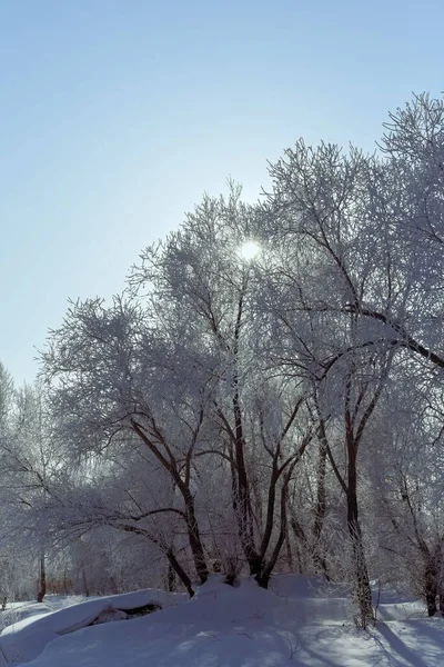 Winterlandschaft mit gefrosteten Bäumen vor blauem Himmel an einem sonnigen Morgen. — Stockfoto