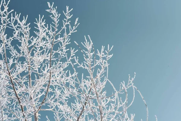 화창한 아침에 푸른 하늘에 대하여 서리로 덥은 나무의 겨울 풍경. — 스톡 사진