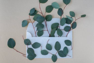 Okaliptüs beyaz bir zarfta dallanır. Metin için yer