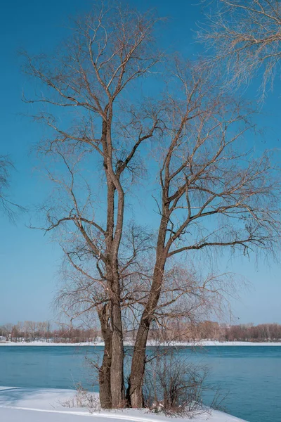 Vorfrühlingslandschaft auf dem Fluss. Ein Baum am Fluss — Stockfoto
