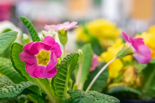 L'onagre multicolore est l'une des premières fleurs à fleurir au printemps  . — Photo