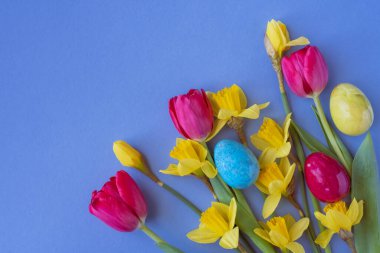 Güzel bahar çiçekleri laleler, nergisler ve mavi arka planda paskalya yumurtaları..