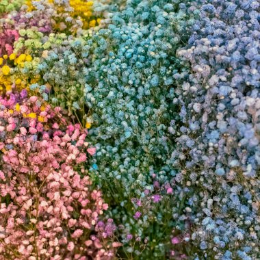 Çok renkli çingene pembesi, sarı, mavi. Uluslararası Kadın Günü.