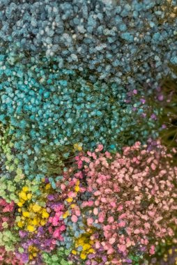 Çok renkli çingene pembesi, sarı, mavi. Uluslararası Kadın Günü.