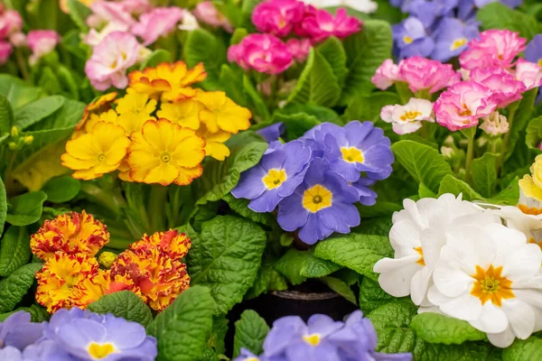 L'onagre multicolore est l'une des premières fleurs à fleurir au printemps  . — Photo