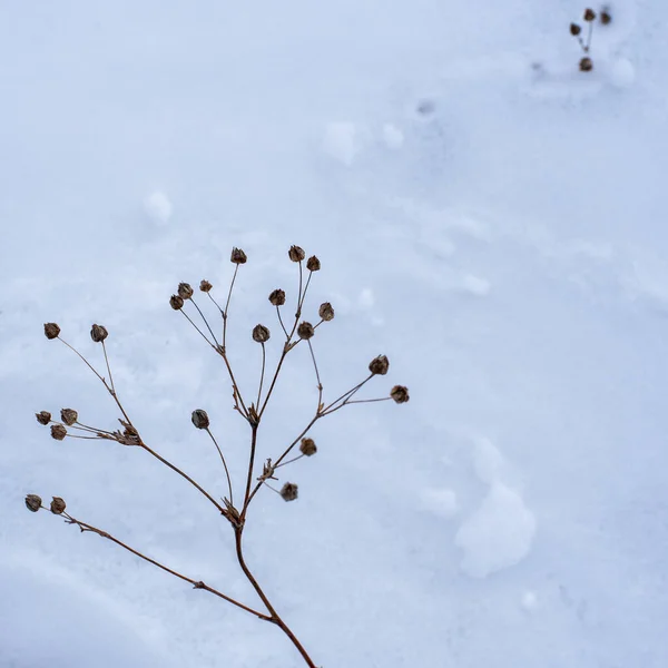 Pokryte śniegiem suchej trawy stary tło zima naturalne lub tapety — Zdjęcie stockowe