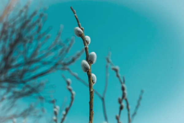 Willow branches against the blue sky in spring. Palm Sunday. — Stock Photo, Image