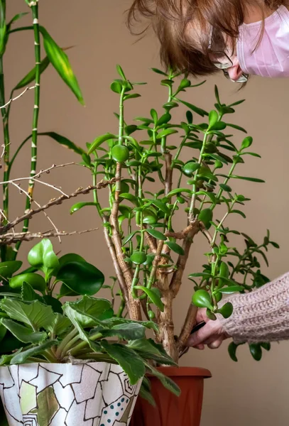 Kobieta w masce medycznej dba o rośliny domowe podczas kwarantanny. — Zdjęcie stockowe