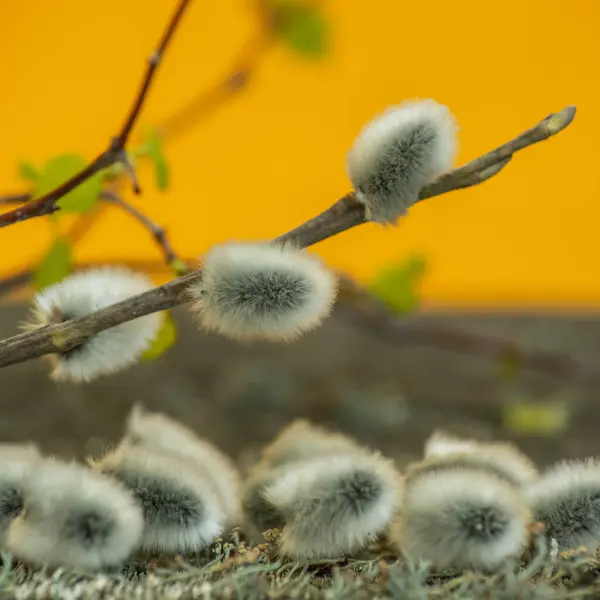 De eerste lente tedere bladeren, knoppen en takken. Sprig van wilg. — Stockfoto