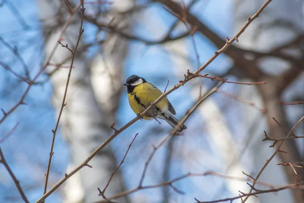 Yellow-titted tit sitting on a birch branch — Stok fotoğraf
