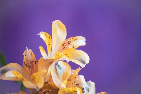 Mavi arka planda sarı alstroemeria çiçekleri — Stok fotoğraf