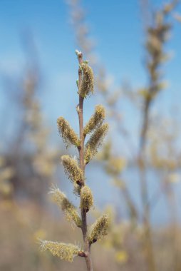 Bahar ormanında sarı söğüt dalları