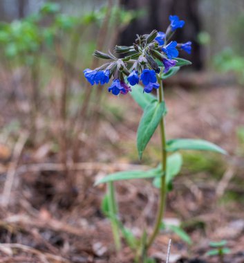 Bahar ormanında akciğer otu çiçeği. İlaç fabrikası Pulmonaria officinalis, phytotherapy, doğanın canlı renkleri
