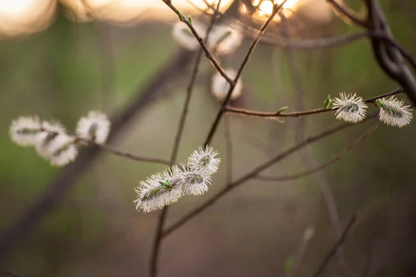 Gelbe blühende Weidenzweige im Frühlingswald — Stockfoto