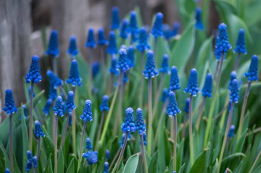 Bahar mavisi çiçekler muscari veya murin sümbülü veya engerek fiyonkları ve yaprakları.